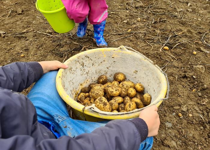 (c) S.i. Binsfeld-Holler-Breidfeld