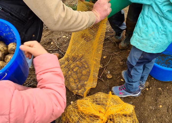 (c) S.i. Binsfeld-Holler-Breidfeld