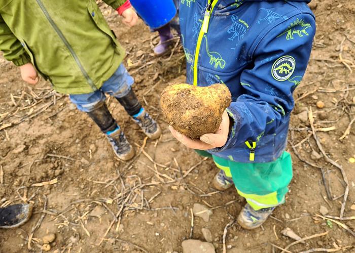 (c) S.i. Binsfeld-Holler-Breidfeld